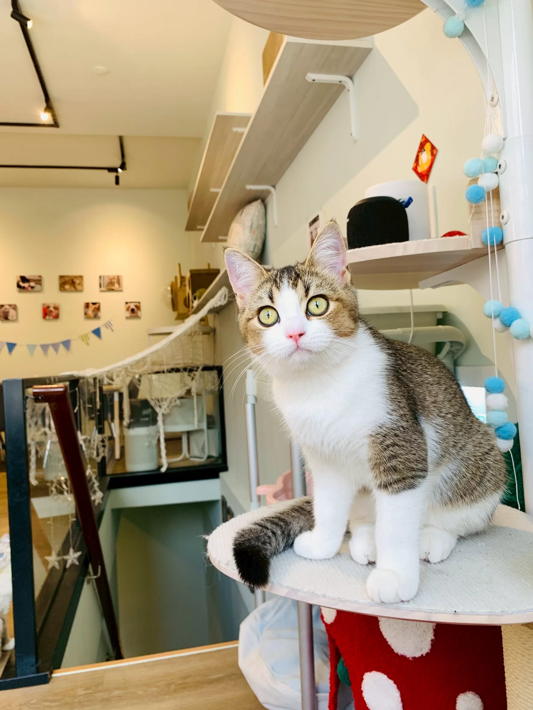 LINE_ALBUM_Paws cafe_250530_14