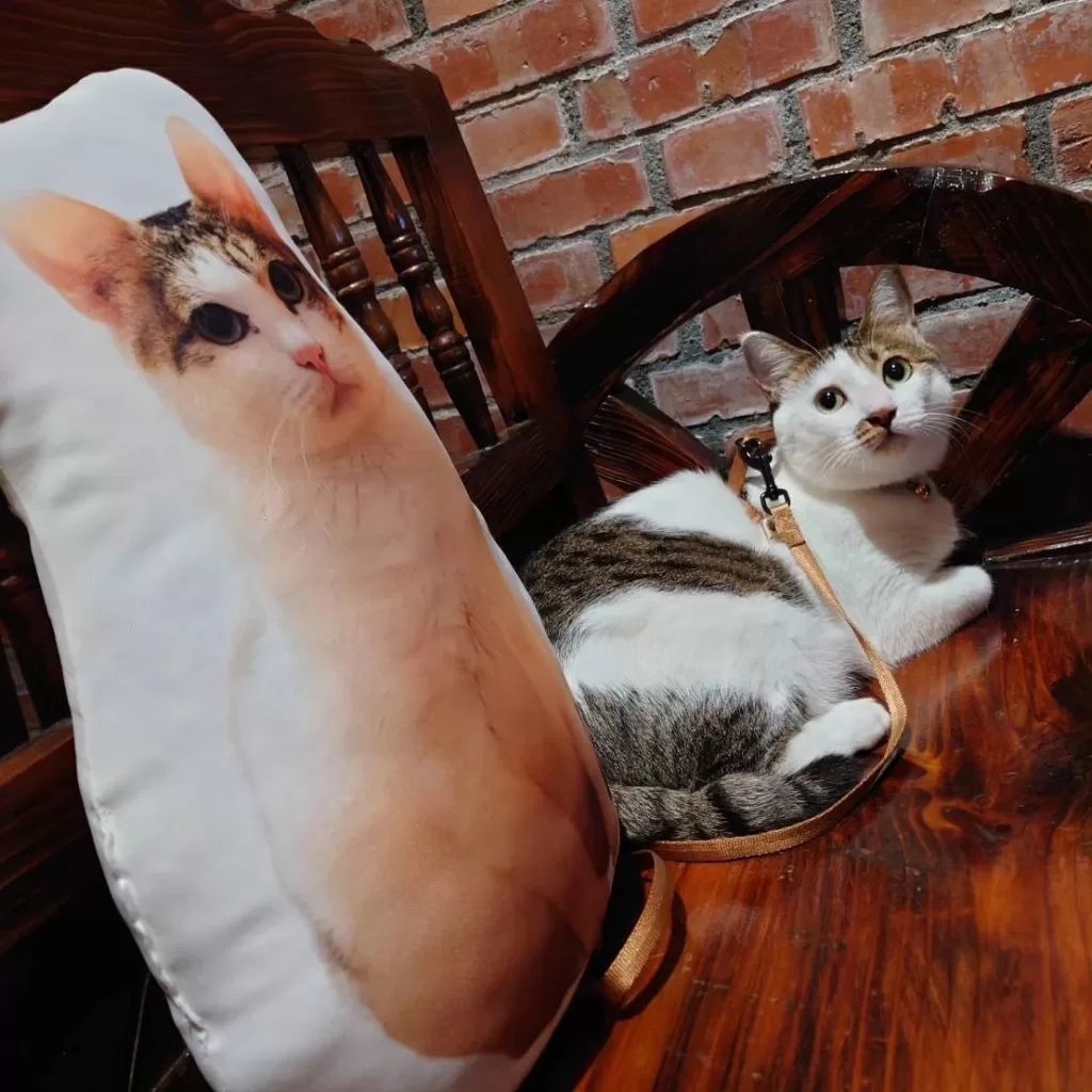 海棠花咖啡館店貓