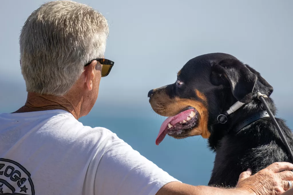 A senior man enjoying a sunny day at the beach with his loyal Rottweiler.