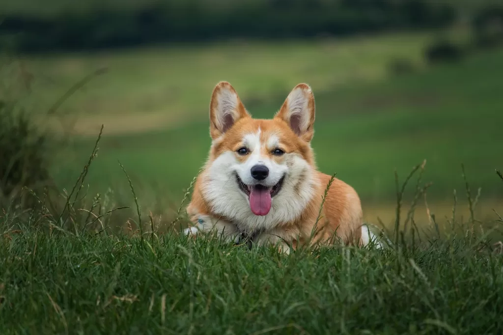 dog, pet, corgi, canine, animal, lying, fur, snout, mammal, dog portrait, animal world, welsch corgi, domestic dog, outdoors, nature, meadow, dog, dog, dog, dog, dog, corgi
