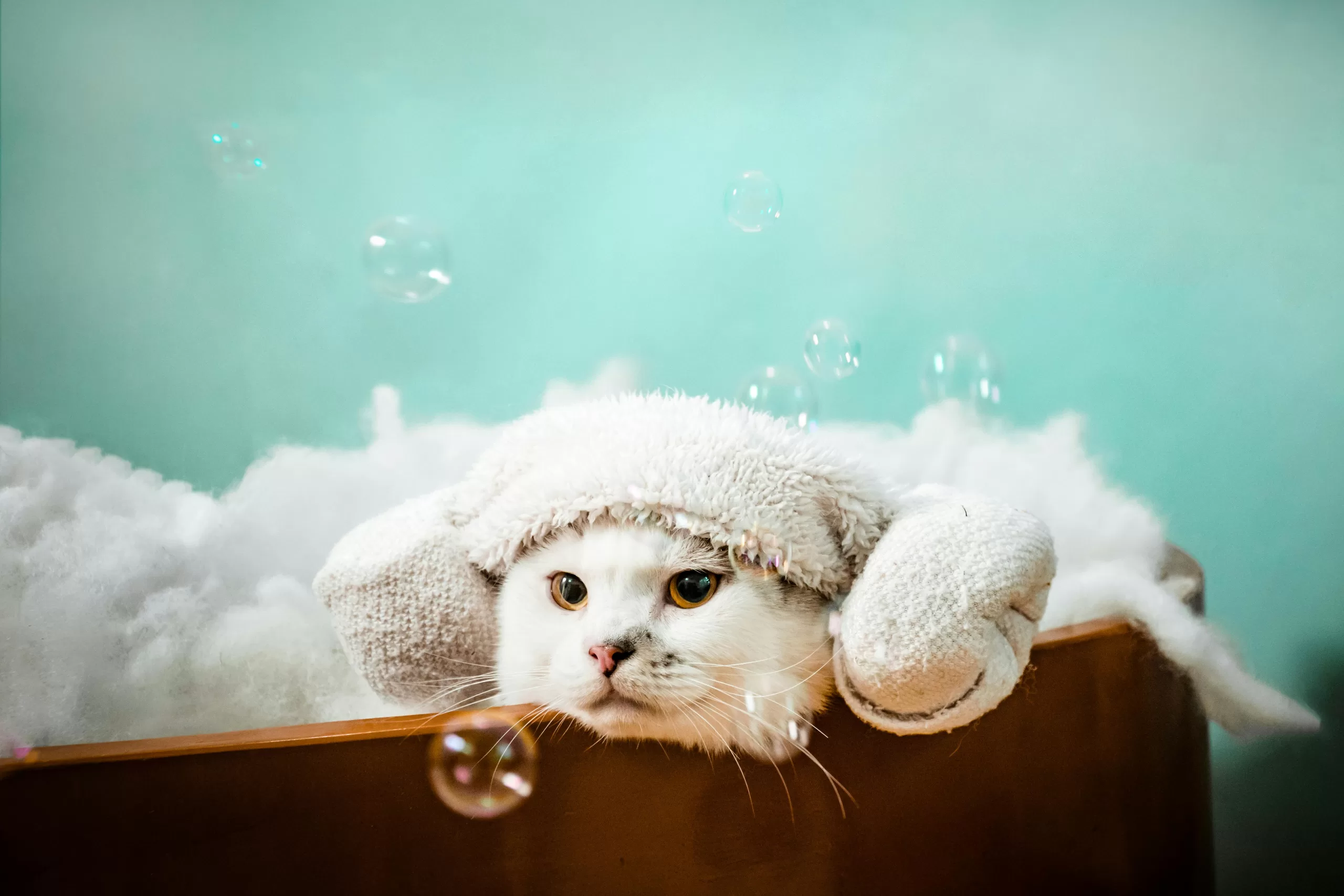 A white cat wrapped in a towel relaxes in a bubble bath with visible bubbles creating a cute spa moment.
