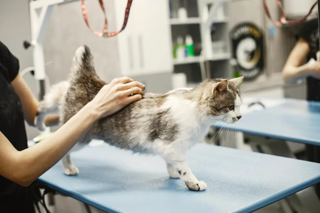 A cat receiving grooming in a professional pet grooming setting.