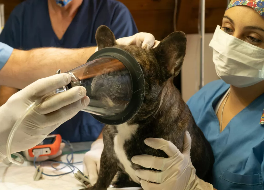 French Bulldog undergoing anesthesia with veterinarians. Animal healthcare setting.
