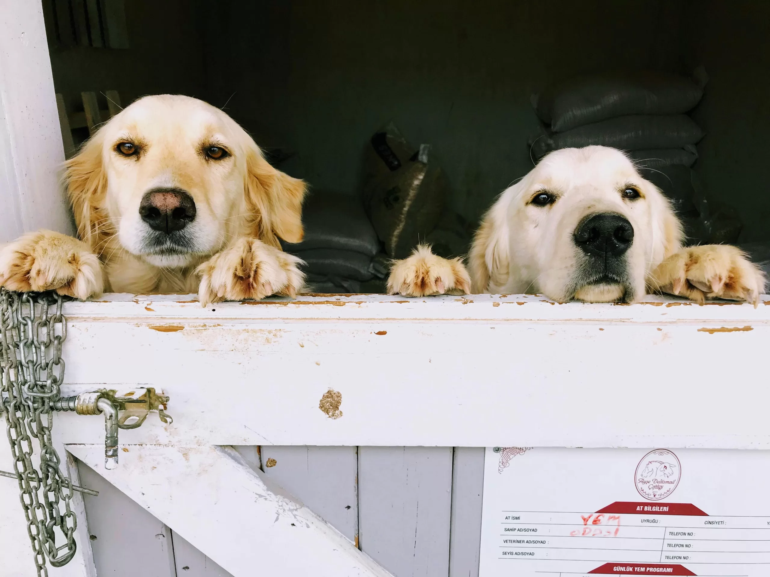 pexels-photo-7635904-7635904 Two golden retrievers peeking over a wooden gate, showcasing their playful expressions in a stable setting.
