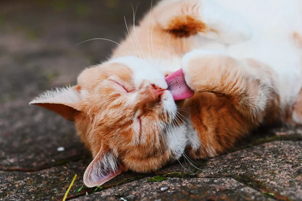 Adorable orange tabby cat lying down and licking its paw with closed eyes.