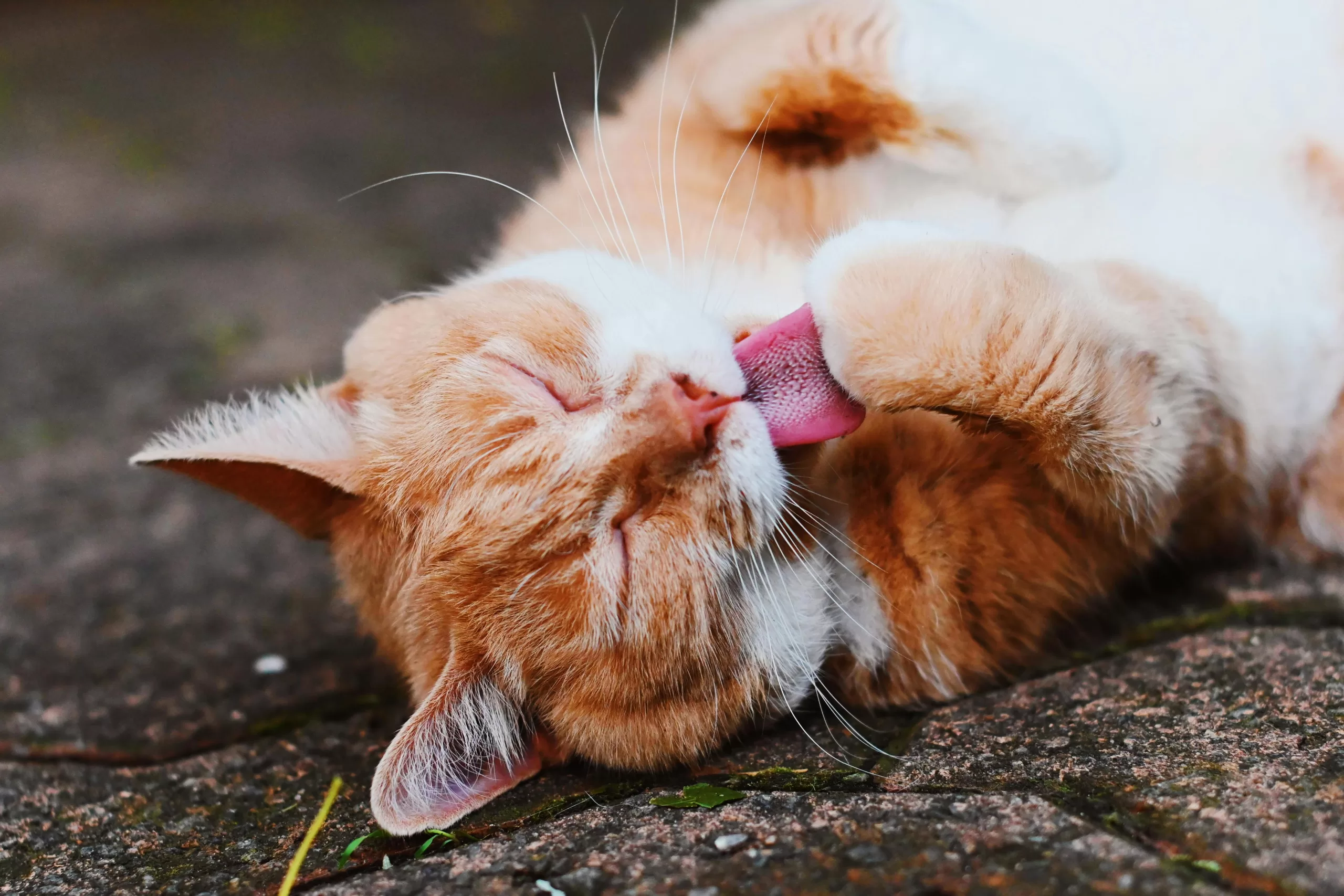 Adorable orange tabby cat lying down and licking its paw with closed eyes.