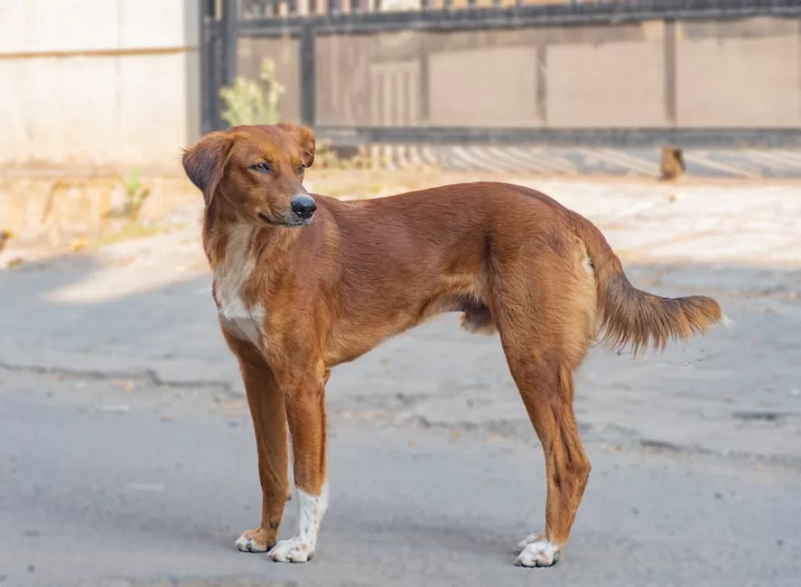Brown street dog standing alertly on a Pune street. Captured in daylight.