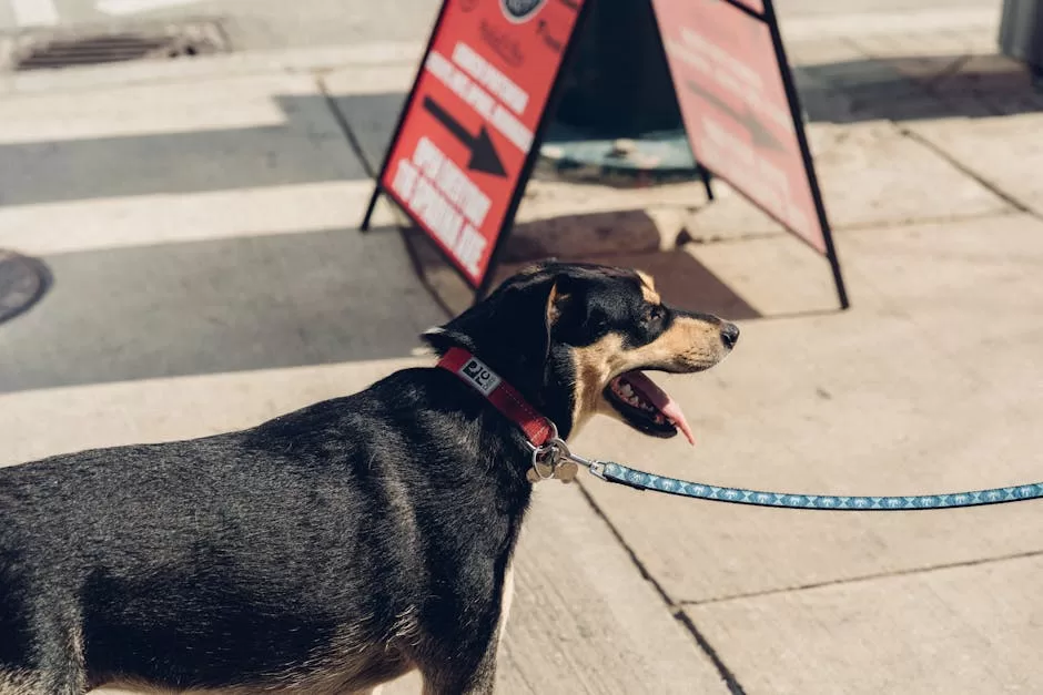 Side view of an Australian Kelpie dog on a leash, outdoors in a city street.