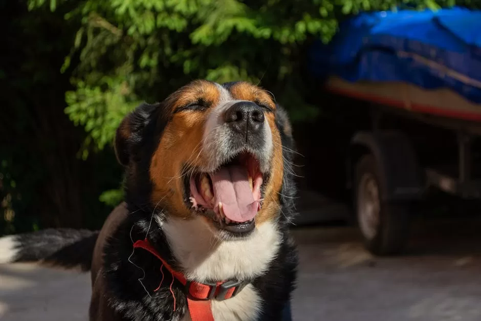 Cute tricolor dog yawning warmly in natural sunlight, embodying relaxation and comfort.