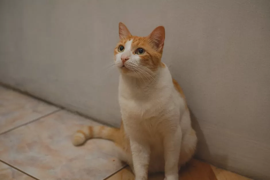A cute orange and white cat sits indoors looking up attentively.