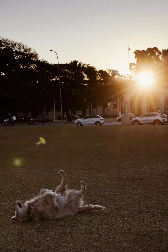 dog, sunset, grass, nature, animal, friendship, friendly, happy, mammal, pet, funny