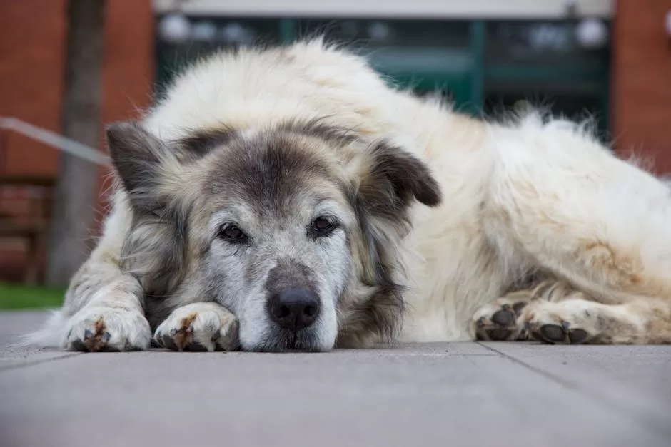 A fluffy, old dog lying on a city sidewalk, showcasing a peaceful and relaxed moment.