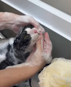 MISS PET 寵物小姐