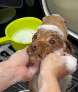 MISS PET 寵物小姐