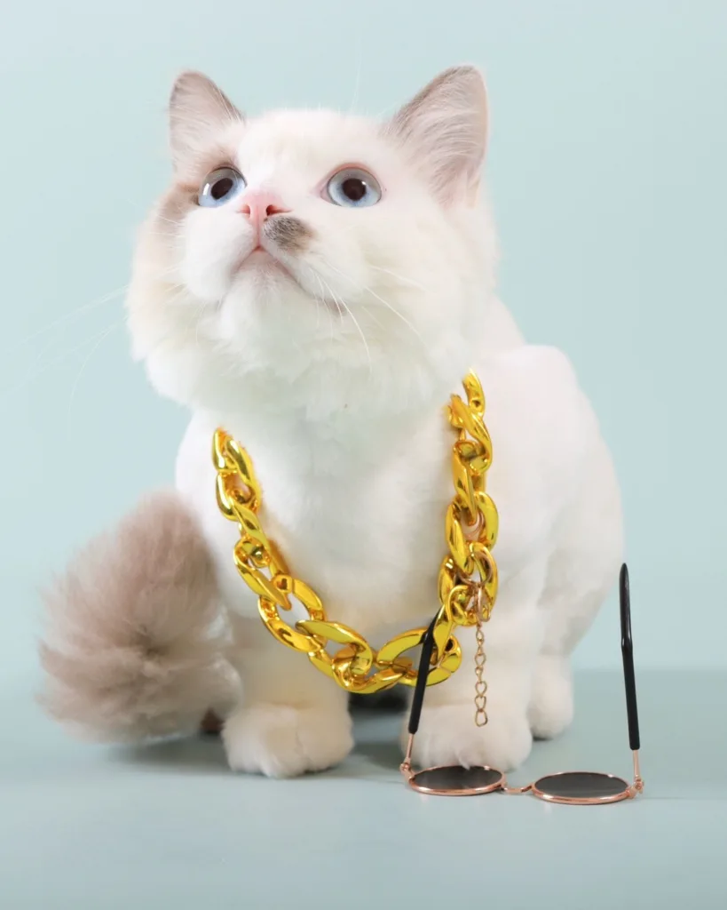 MISS PET 寵物小姐