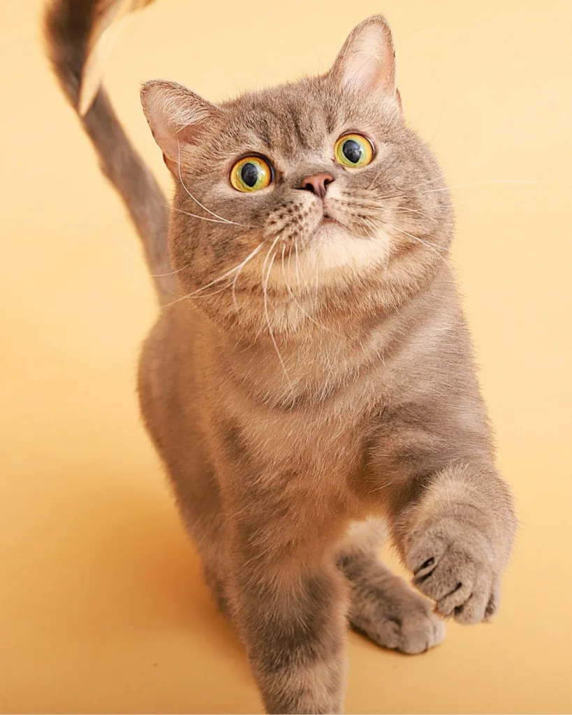 MISS PET 寵物小姐