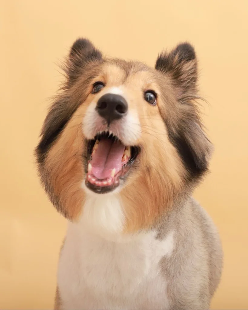 MISS PET 寵物小姐