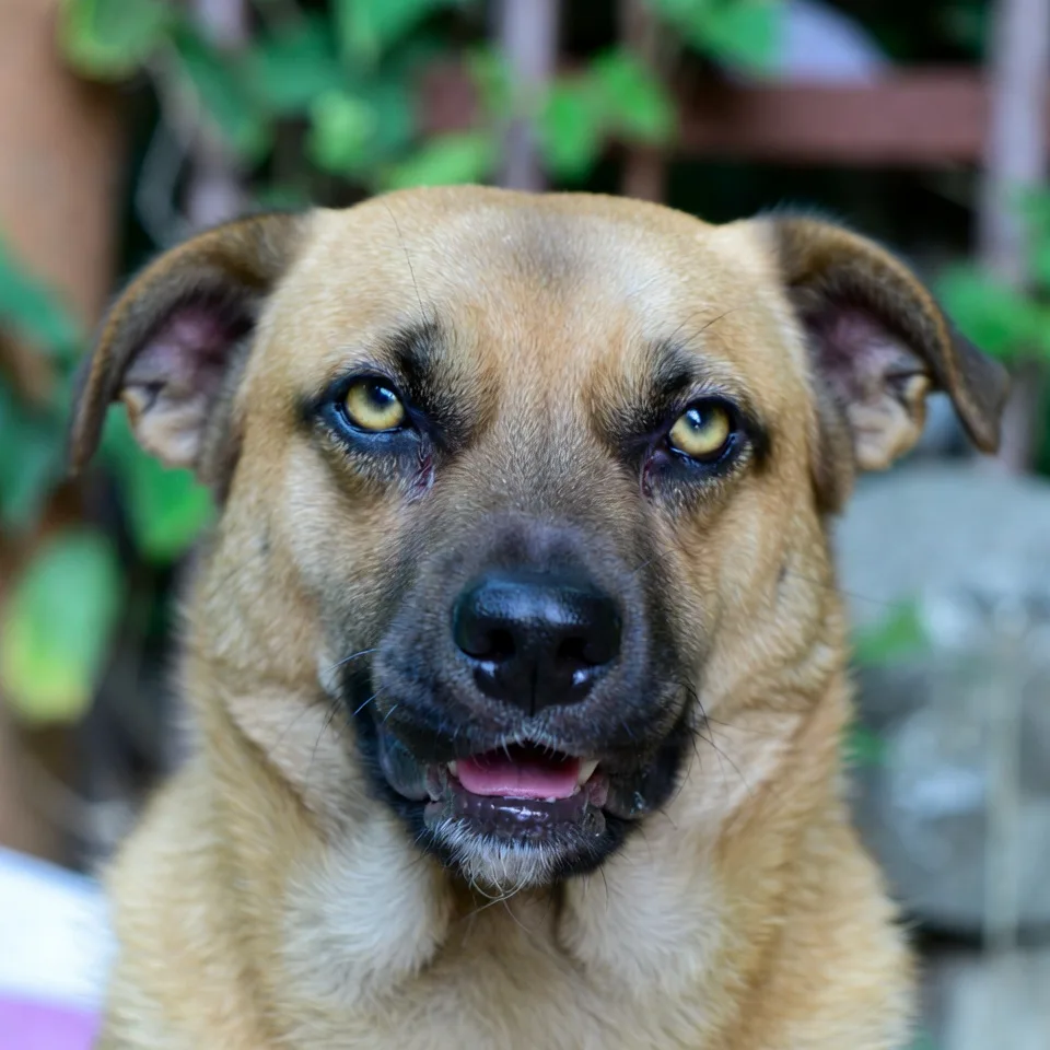 狗狗嫌棄的表情