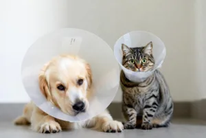 結紮後戴頭套的貓狗