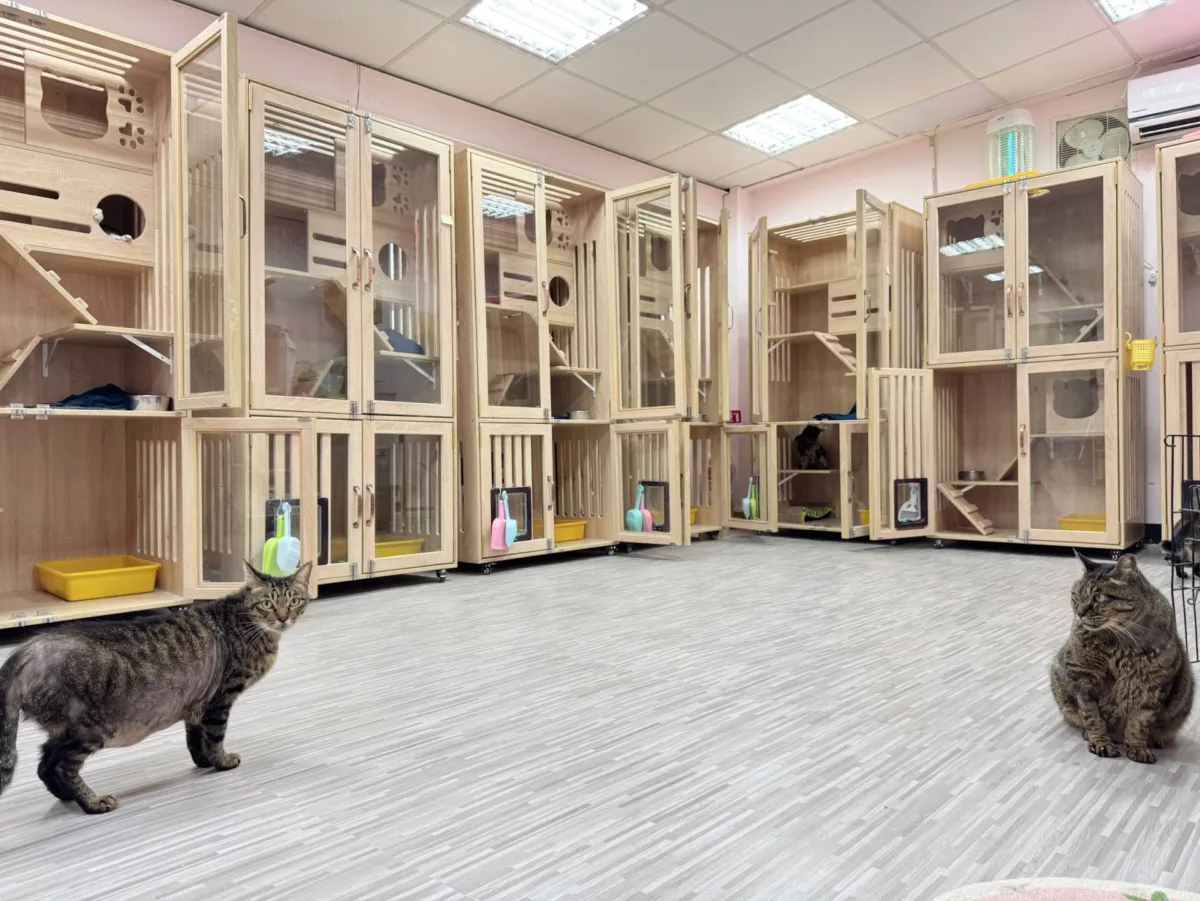 新北八里動物之家喵喵屋升級!貓咪專屬旅館級貓屋,2025認養毛寶貝首選
