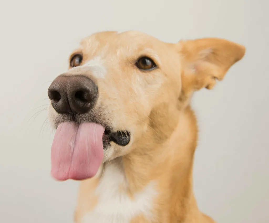 pexels-alinaskazka-14730788