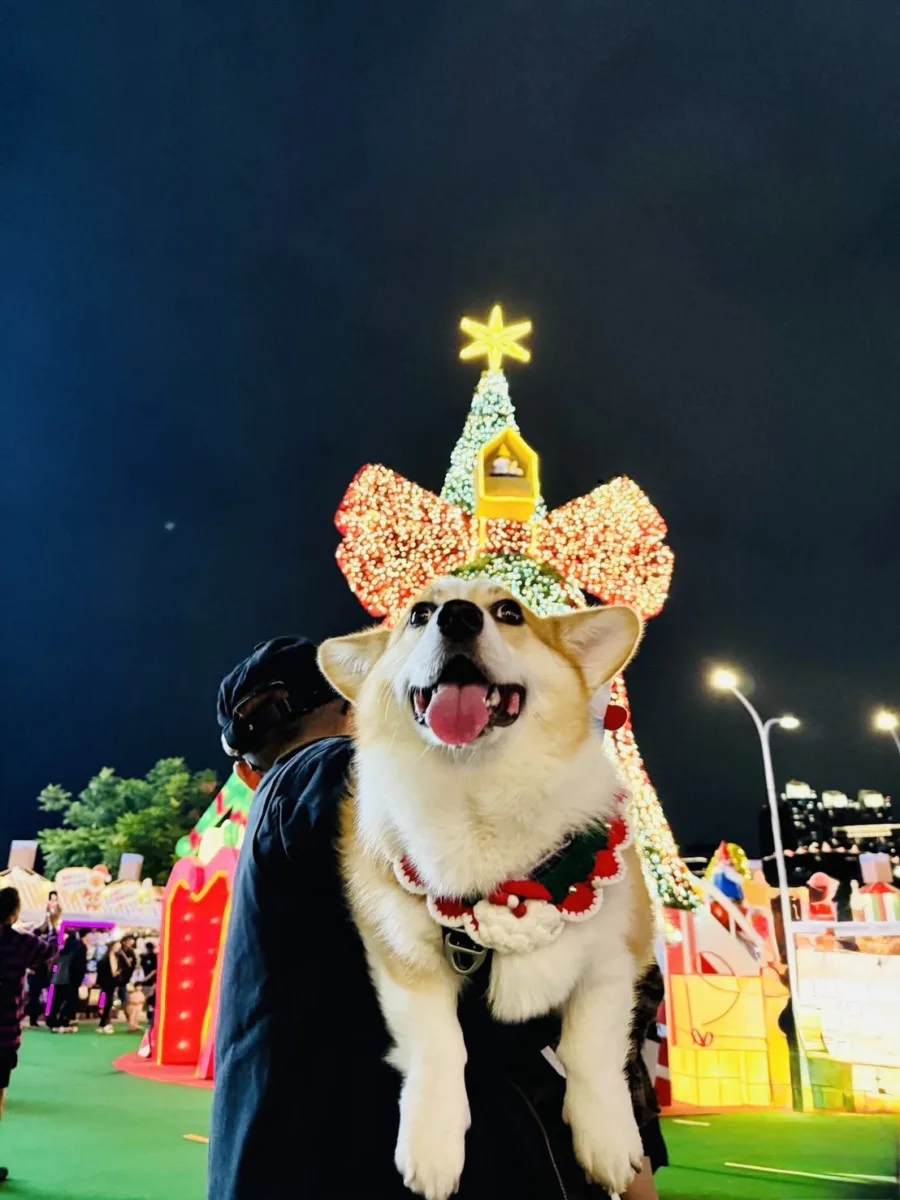 新北耶誕城柯基