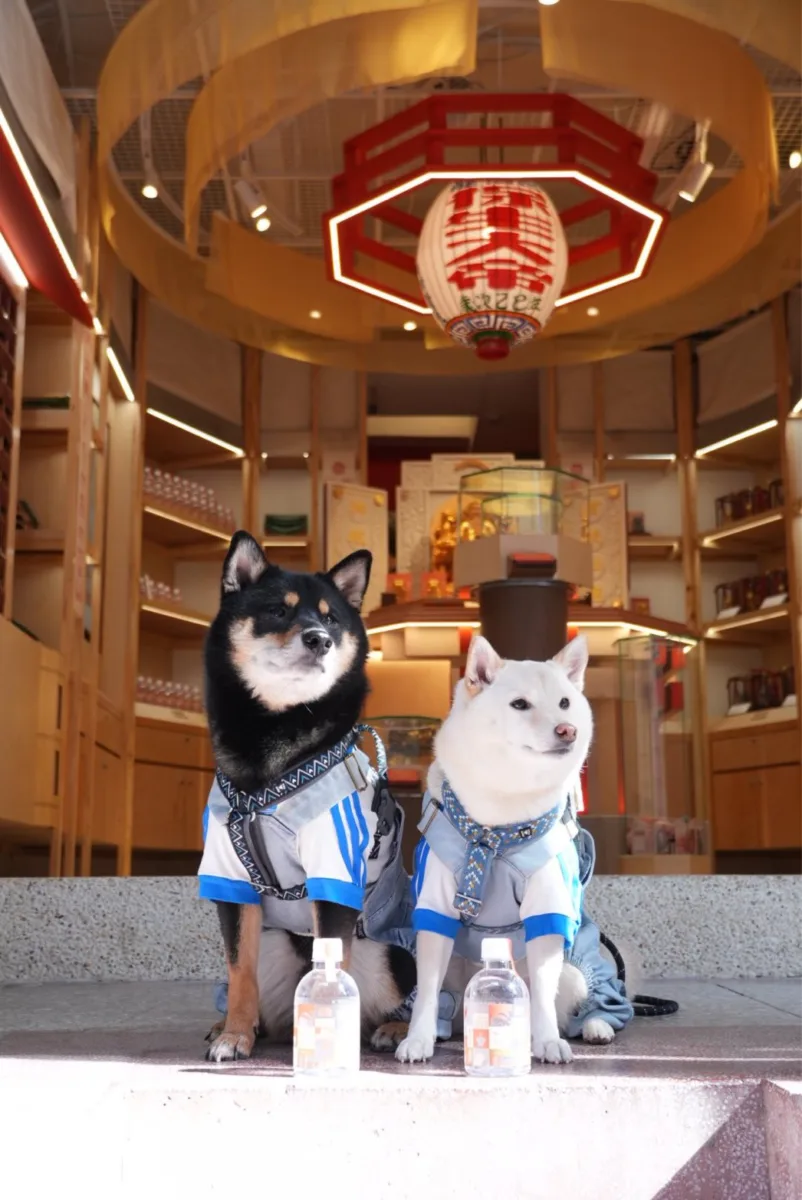 【寵物祈福必訪】大稻埕寵佑宮｜全台首座毛孩專屬宮廟，醫神保生大帝守護毛孩平安