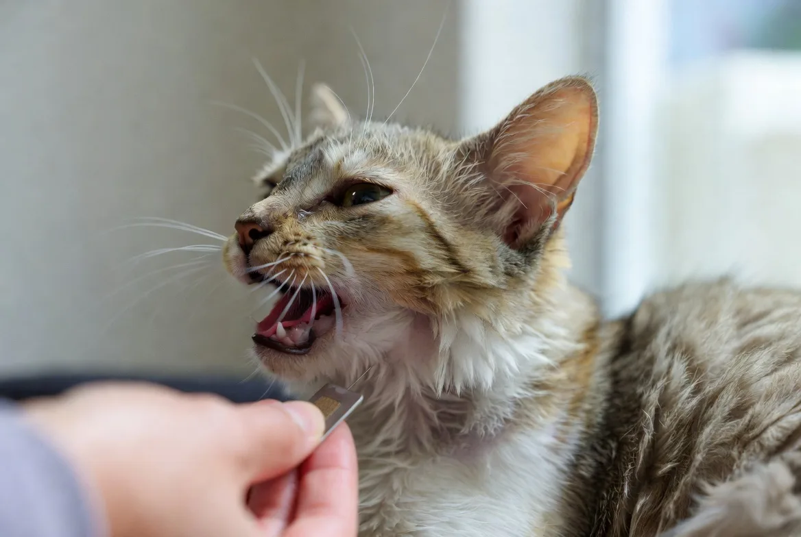 緊急提醒！喵星人身分證強制上路了，毛爸毛媽別再拖啦～PetView小黃苦口婆心勸你趕緊辦！