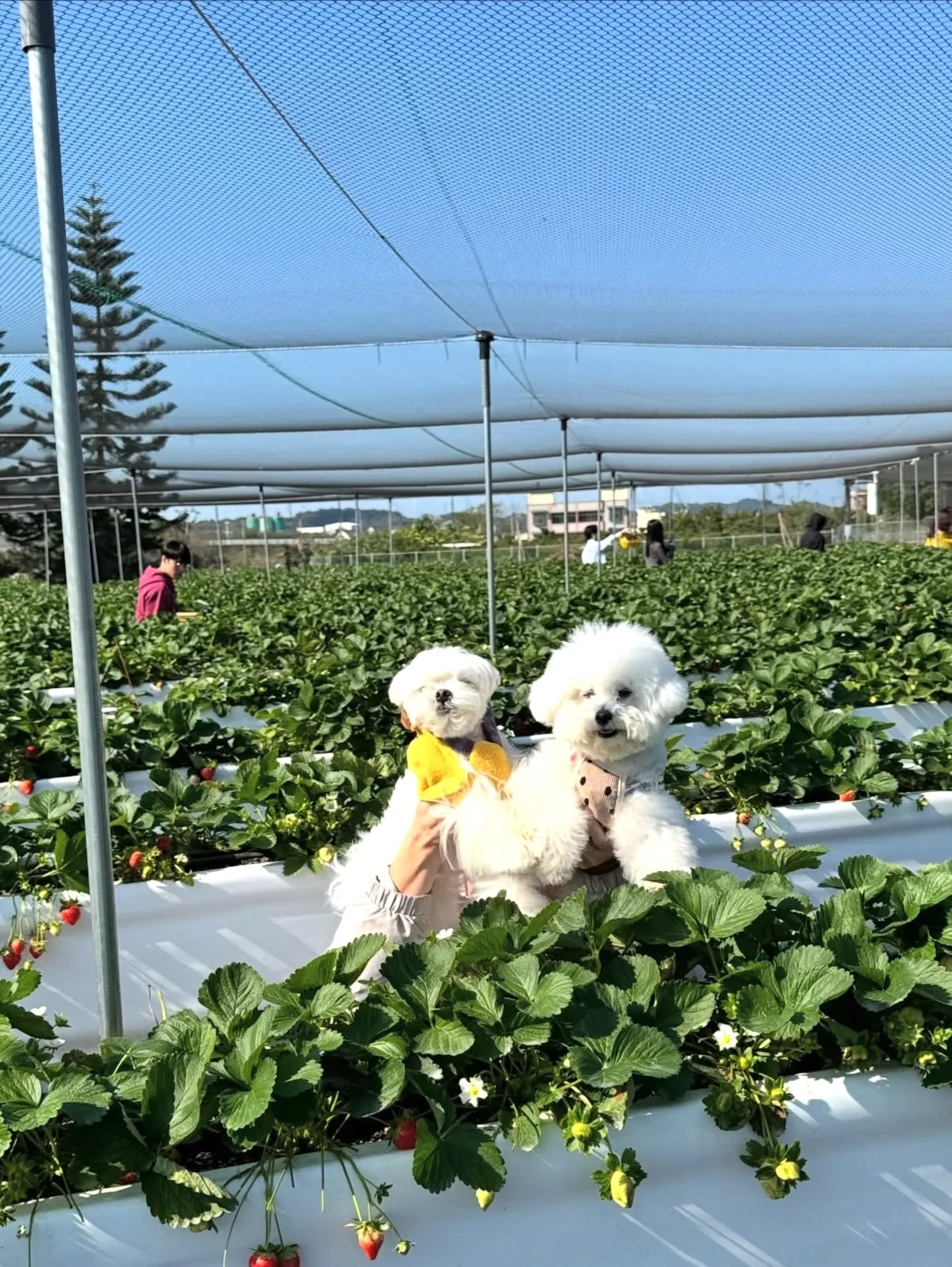 7FDD2EF0-77C6-45BF-B7D7-8B0818A3009A