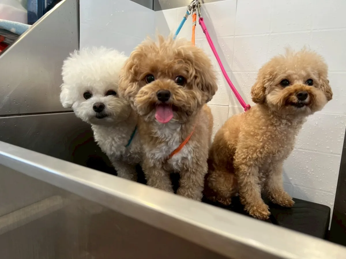 台北大安寵物美容推薦｜法意奶油寵物沙龍 日系臭氧水SPA・無麻醉潔牙