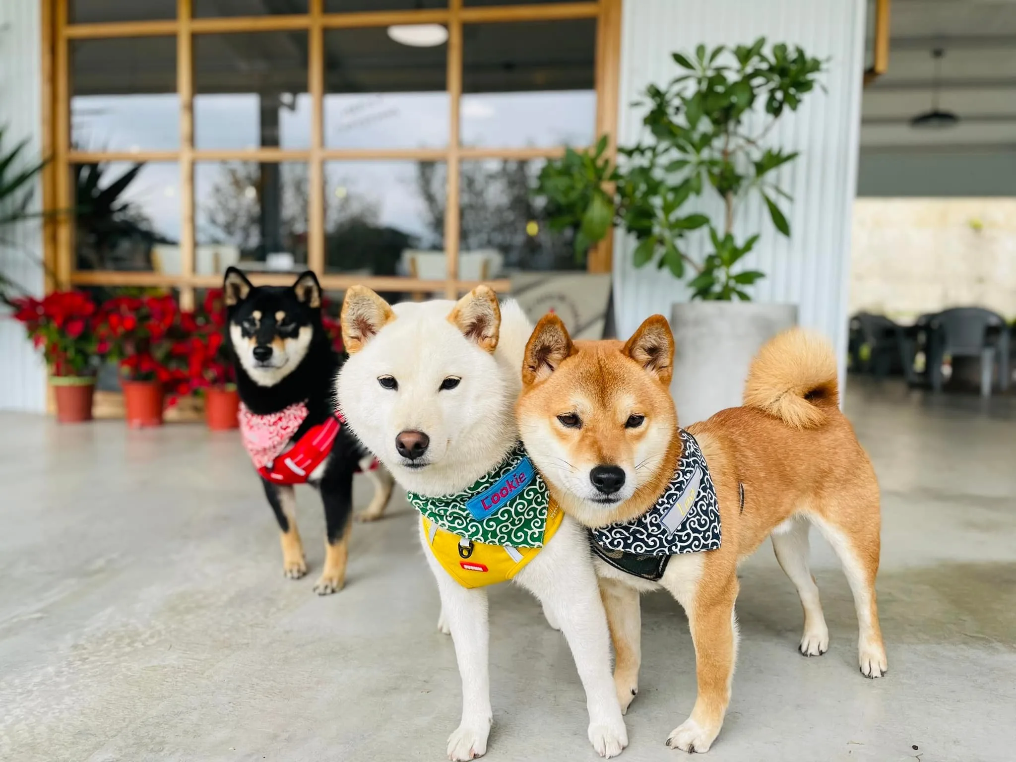 messageImage_1770195427810