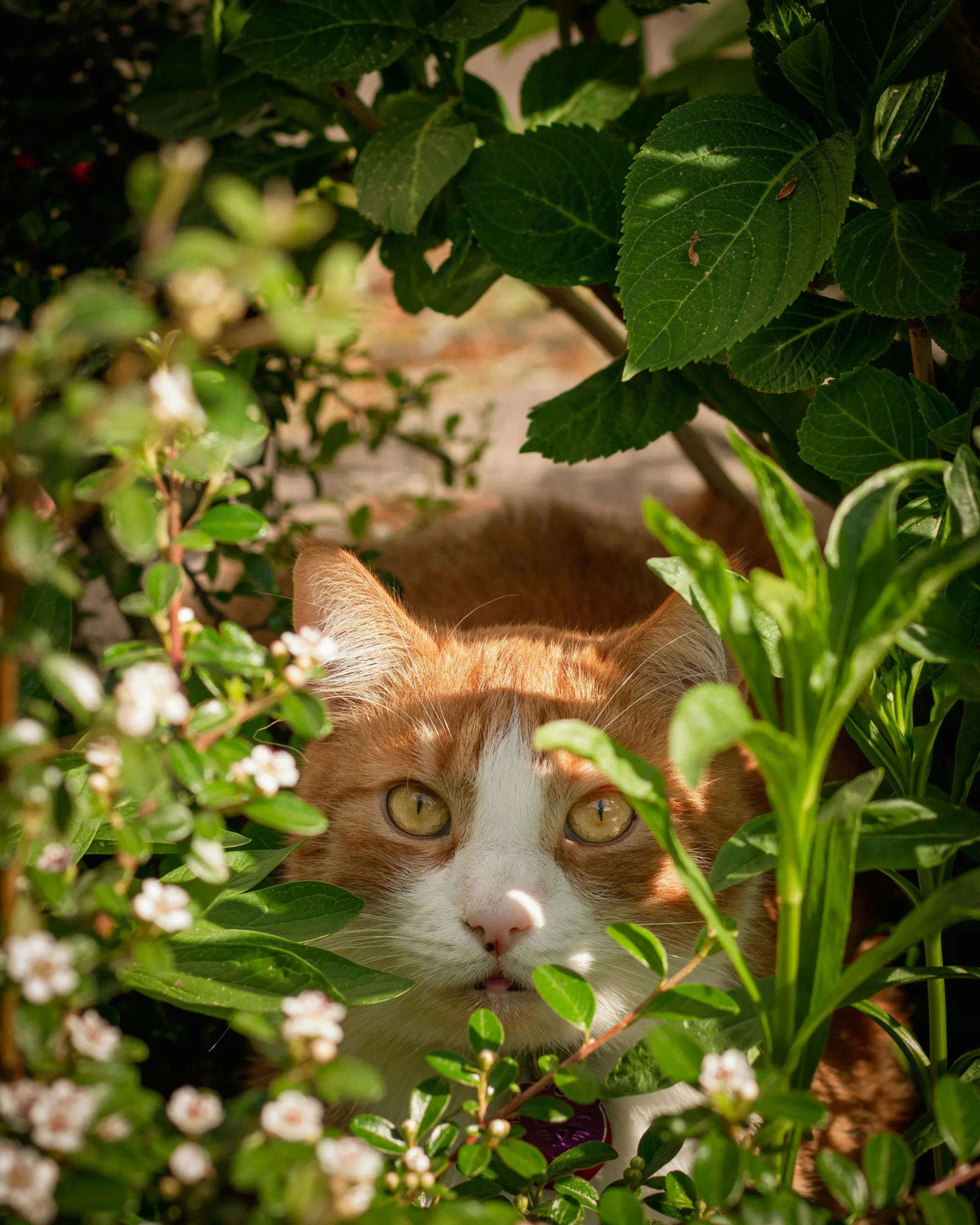 pexels-osmifotografie-35390721