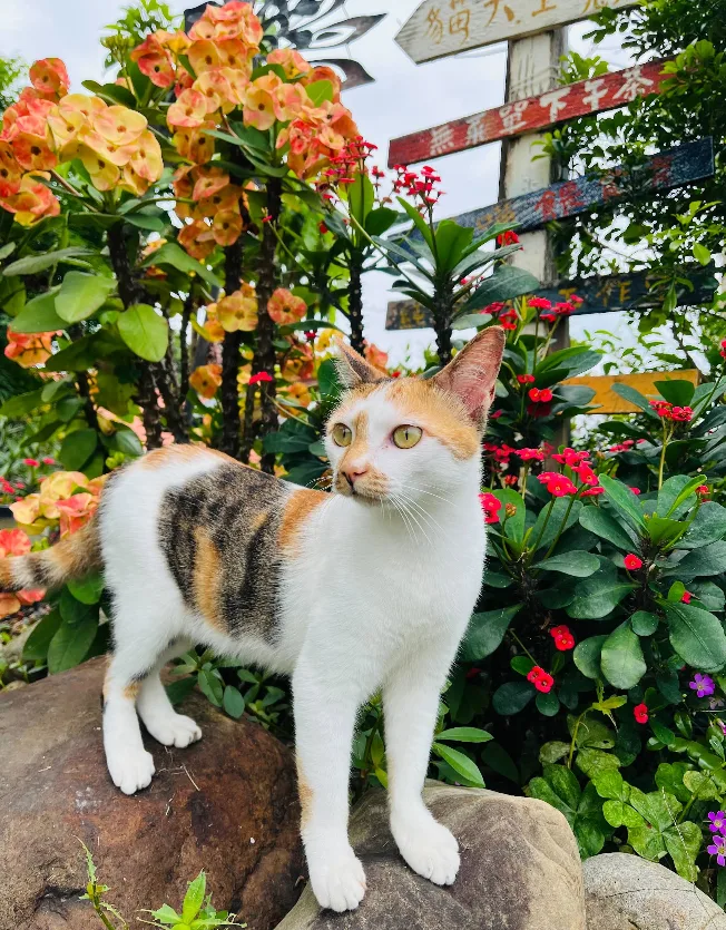 宜蘭寵物民宿推薦｜貓天空鄉村寵物民宿：南法鄉村風住宿＋毛孩一起放鬆旅行